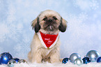 sitzender Shih Tzu