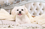 liegender Shih Tzu