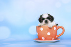 Shih Tzu Welpe in einer Tasse