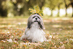 sitzender Shih Tzu