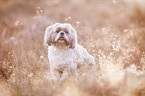 sitzender Shih Tzu