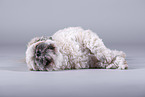 Shih Tzu vor grauem Hintergrund