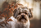 Shih Tzu Rde