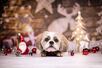 Shih Tzu zwischen Weihnachtsdeko