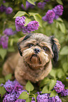 geschorener Shih Tzu