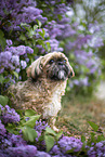 Shih Tzu Rde