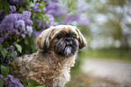 Shih Tzu Rde