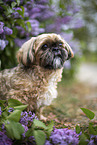 Shih Tzu Rde