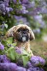 Shih Tzu Rde