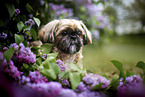 Shih Tzu Rde