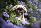 Shih Tzu Rde