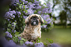 Shih Tzu Rde