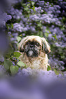 Shih Tzu Rde