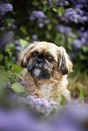 Shih Tzu Rde