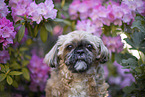 Shih Tzu Rde