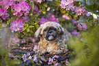 Shih Tzu Rde