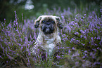 Shih Tzu Rde