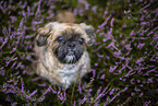 Shih Tzu Rde