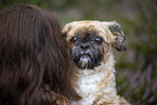 Shih Tzu Rde