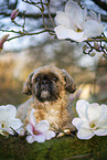 Shih Tzu Rde