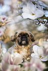 Shih Tzu Rde