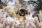 Shih Tzu Rde