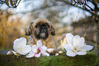 Shih Tzu Rde