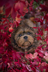 junger Shih Tzu