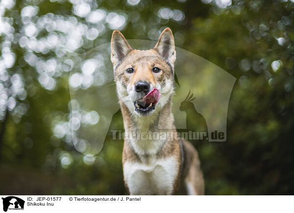 Shikoku Inu / Shikoku Inu / JEP-01577