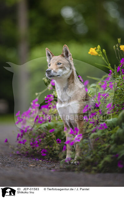 Shikoku Inu / Shikoku Inu / JEP-01583