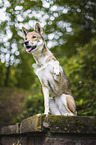 Shikoku Inu