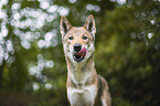 Shikoku Inu