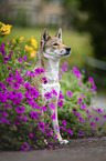 Shikoku Inu