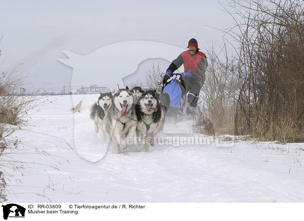 Musher beim Training / Siberian Husky Musher Training / RR-03809