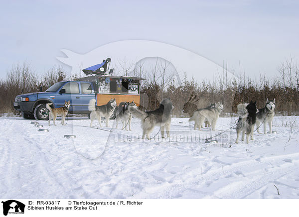 Sibirien Huskies am Stake Out / Siberian Husky Stake Out / RR-03817