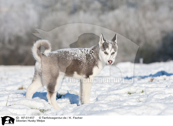 Siberian Husky Welpe / Siberian Husky Puppy / KF-01457
