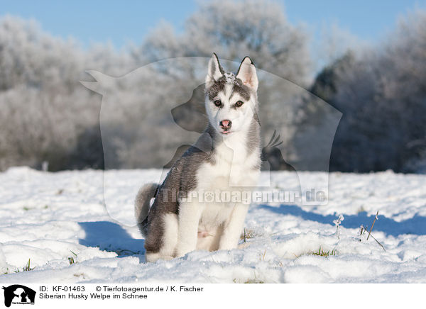 Siberian Husky Welpe im Schnee / Husky Puppy in snow / KF-01463