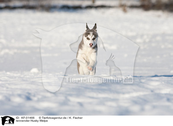 rennender Husky Welpe / running Husky Puppy / KF-01466