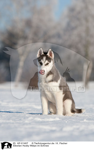 Siberian Husky Welpe im Schnee / Husky Puppy in snow / KF-01467
