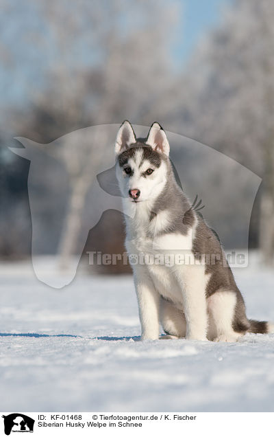 Siberian Husky Welpe im Schnee / Husky Puppy in snow / KF-01468
