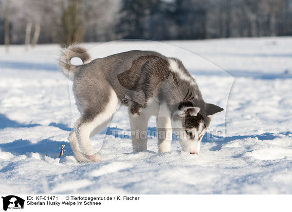 Siberian Husky Welpe im Schnee / Husky Puppy in snow / KF-01471
