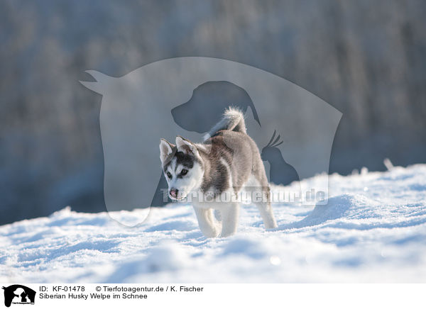 Siberian Husky Welpe im Schnee / Husky Puppy in snow / KF-01478