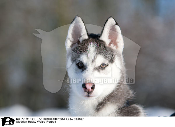 Siberian Husky Welpe Portrait / Siberian Husky Puppy Portrait / KF-01481