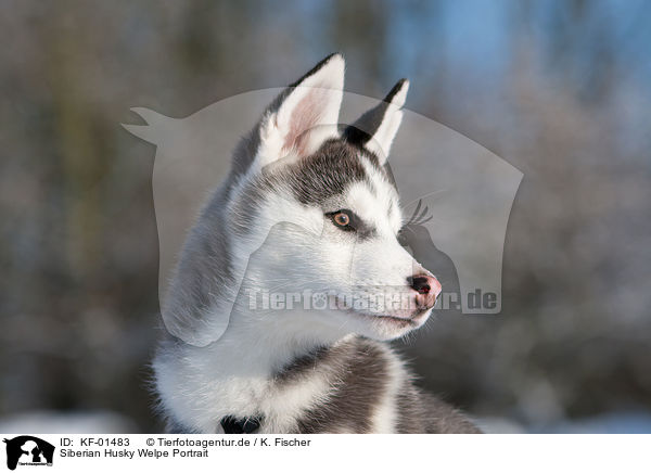 Siberian Husky Welpe Portrait / Siberian Husky Puppy Portrait / KF-01483