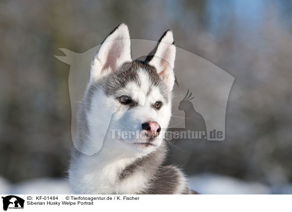 Siberian Husky Welpe Portrait / Siberian Husky Puppy Portrait / KF-01484