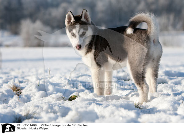 Siberian Husky Welpe / Siberian Husky Puppy / KF-01486