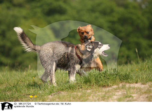 spielende Hunde / playing dogs / MK-01724