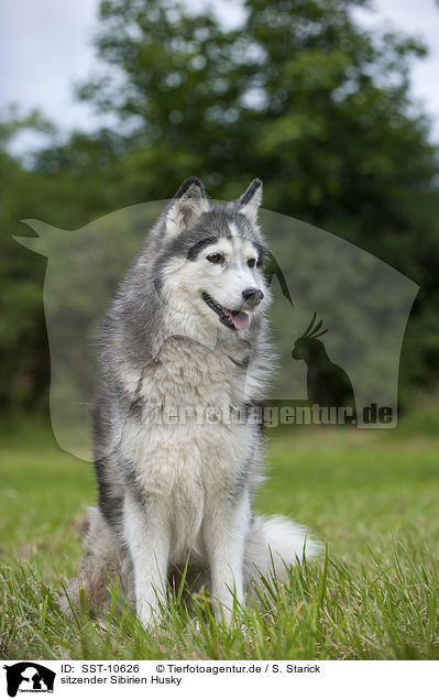 sitzender Sibirien Husky / sitting Siberian Husky / SST-10626