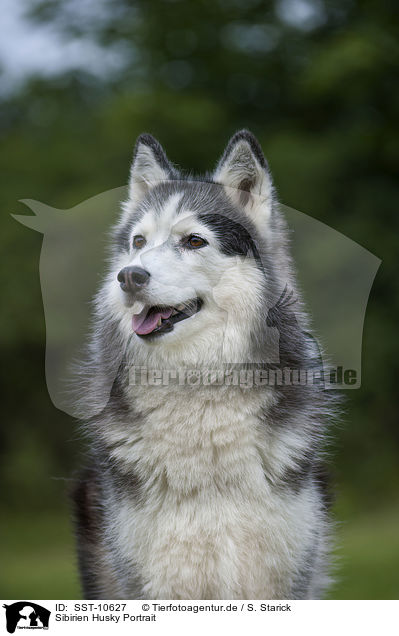 Sibirien Husky Portrait / Siberian Husky Portrait / SST-10627