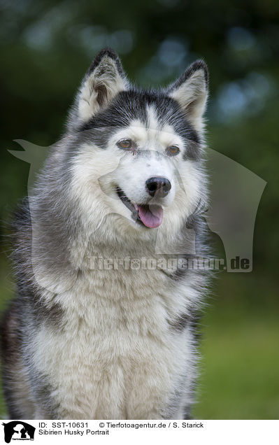 Sibirien Husky Portrait / Siberian Husky Portrait / SST-10631